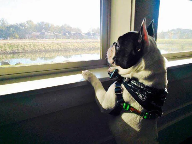 Home — Rainbow Bridge Hearts